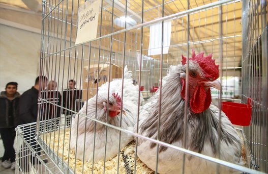 بالصور.. واصبح للدجاج ملكة جمال!